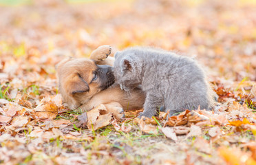 Playful mixed breed puppy and  kitten together on autumn leaves at sunset