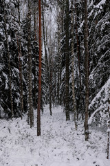 Forest in snow