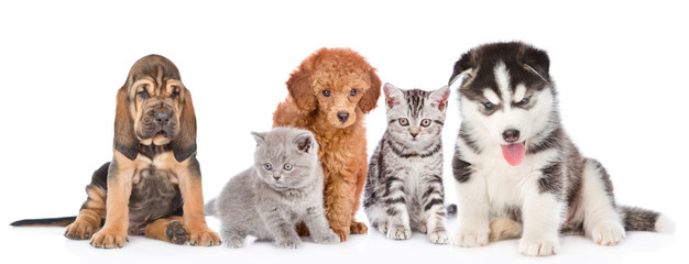 large group of cats and dogs sitting in front view. isolated on white background