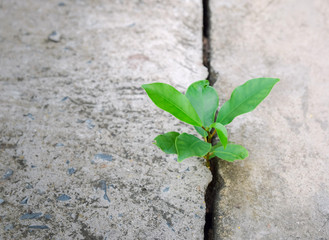 Ecology plant tree and environment drought growing on cracked street