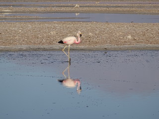 Flamants roses