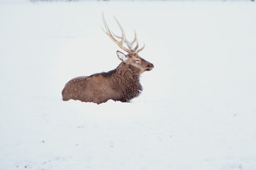 Noble Sika deer ,  Cervus nippon, spotted deer ,  lying on the snow on a white background