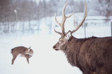 Noble Sika deer ,  Cervus nippon, spotted deer ,  walking in the snow on a white background
