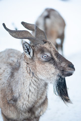 Markhor, Capra falconeri portrait on natural winter background, Young male
