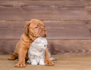 Puppy hugging kitten on wooden background. Empty space for text