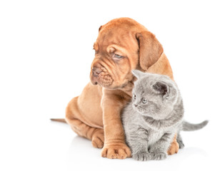 Bordeaux puppy and gray kitten looking away together. isolated on white background