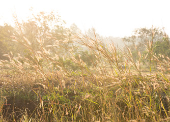 Close up grass flowers  in the field,  Chiangmai  Thailand