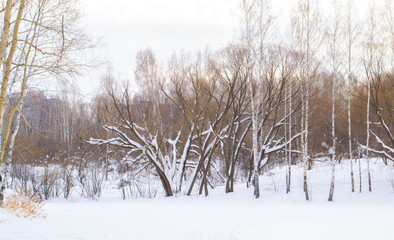 beautiful winter forest