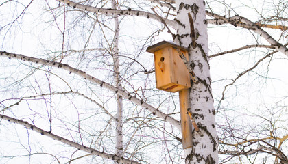 bird feeder in the forest
