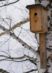 bird feeder in the forest