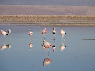 Fototapeta premium Flamants roses