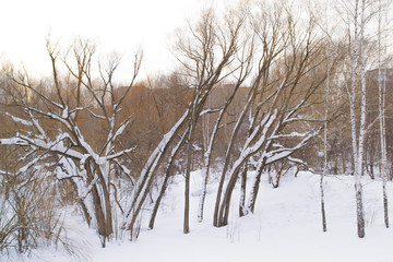 beautiful winter forest