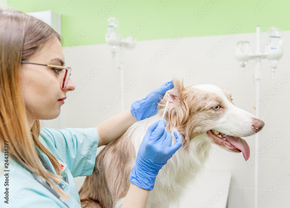 Sticker Dog having ear examination at veterinary hospital