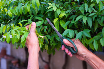 gardener pruning trees with scissors