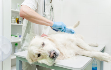 Ill retriever in veterinary clinic