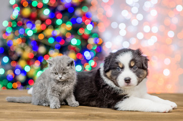 Fototapeta na wymiar Australian shepherd puppy and baby kitten together with Christmas tree on background