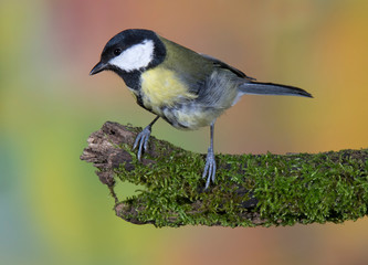 great tit (parus major) perching on a branch