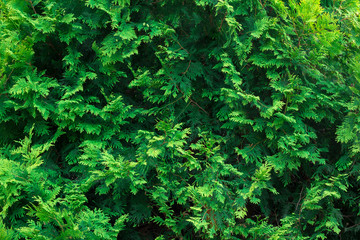 Fresh green evergreen tree thuja branch texture