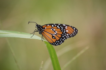 butterfly on leaf green
