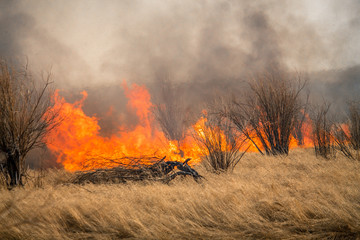 Fototapeta premium Nature disaster, environmental problem of air pollution. Fire in a forest