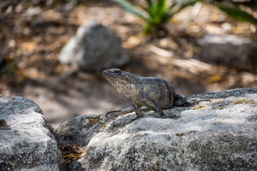 Camouflage Lizard