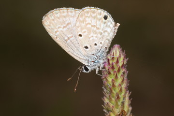 butterfly and flowers