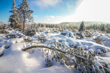Winter auf dem Schliffkopf im Schwarzwald
