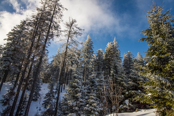Winter auf dem Schliffkopf im Schwarzwald