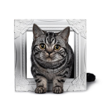 Cute dark tabby British Shorthair cat kitten, laying throught white photo frame looking at camera. Tail beside frame. Isolated on white background.