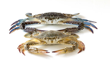 Flower crab, Blue crab, Blue swimmer crab (Portunus pelagicus) isolated on white background