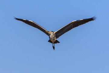 grey heron in flight