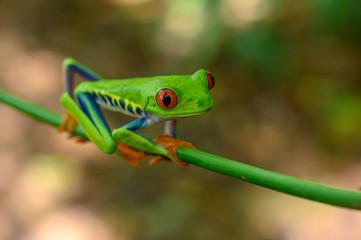 Red-eyed Tree Frog, Agalychnis callidryas, sitting on the green leave in tropical forest in Costa Rica.