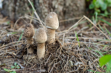 Macrolepiota procera. Three little mushrooms parasol growing in old garden. Ukraine.