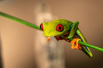 Red-eyed Tree Frog, Agalychnis callidryas, sitting on the green leave in tropical forest in Costa Rica.