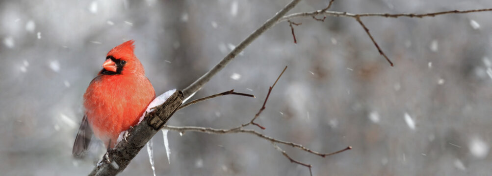  Red Cardinal In Nature During Winter