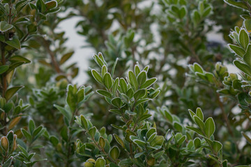 Frostbedeckter Strauch