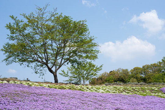 春の絨毯