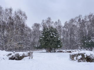 Lonely pines in a snowy winter forest during a snowfall. Forest landscape in winter