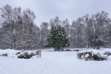 Lonely pines in a snowy winter forest during a snowfall. Forest landscape in winter