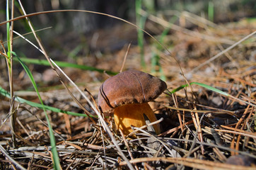 Boletus badius. Xerocomus in a pine forest. Shallow depth of field, closeup. Ukraine.