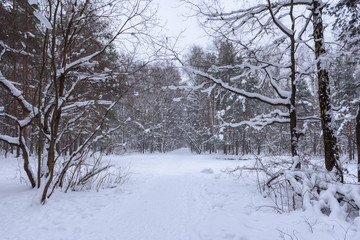 Snowy winter road in the winter forest