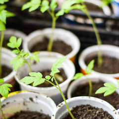 Seedlings of tomato vegetables in glasses. Preparation for trans