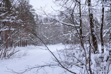 Snowy winter road in the winter forest