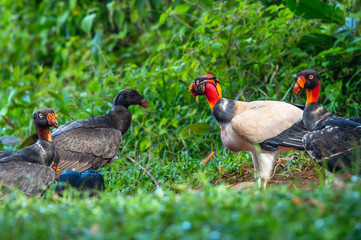 King vulture, Sarcoramphus papa, large bird found in Central and South America. Flying bird, forest in the background. Wildlife scene from tropic nature. Red head bird. Condor with open wing, Panama