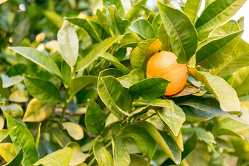 Citricos en el arbol