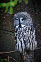 Great gray owls sits on a tree