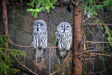 Great gray owls sits on a tree