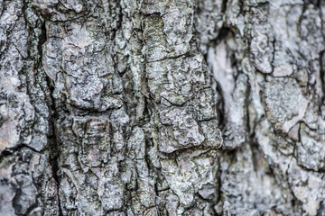 Old wooden bark texture
