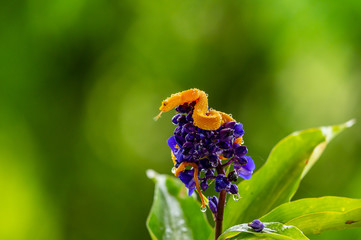 Eyelash Viper - Bothriechis schlegelii, beautiful colored venomous pit viper from Central America forests, Costa Rica