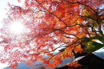  京都善峯寺の紅葉